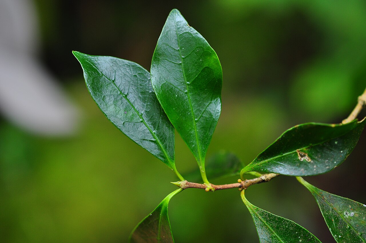 Coffea mauritiana