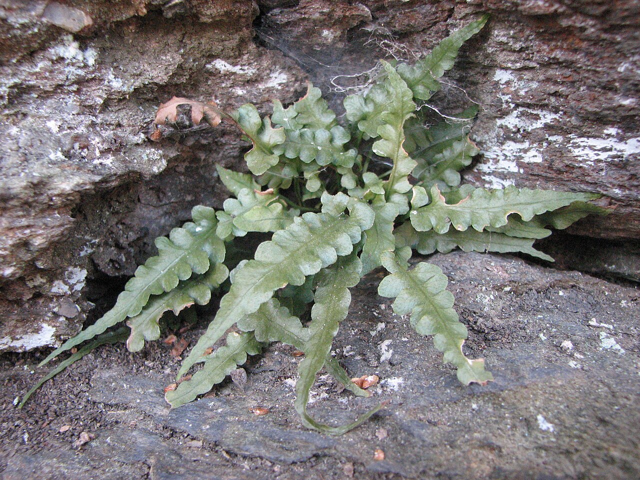 Lobed spleenwort or pinnatifid spleenwor