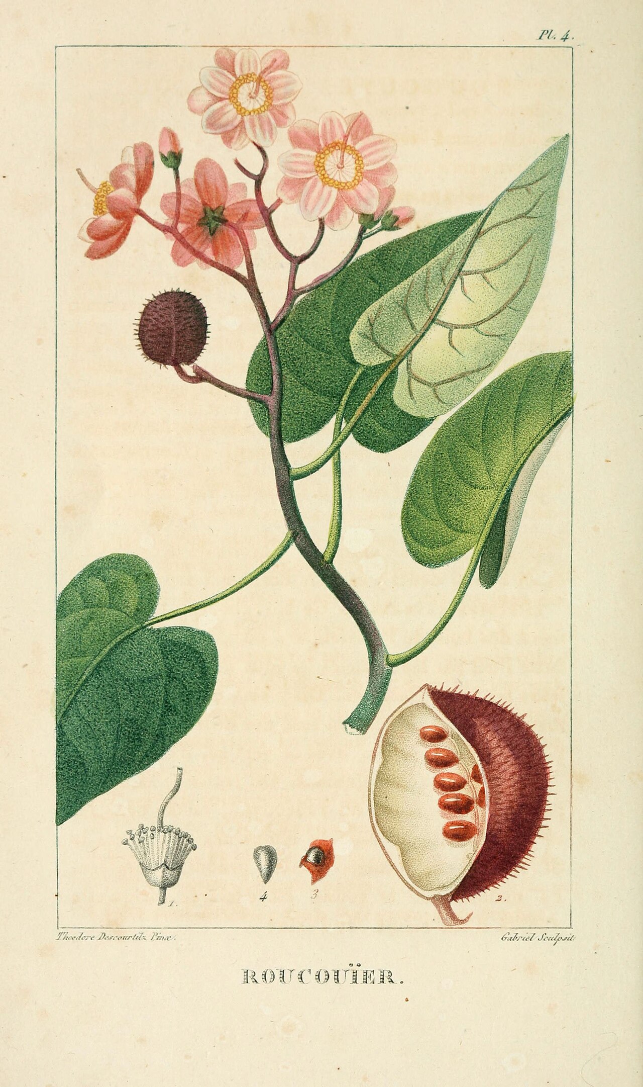 Bixa platycarpa