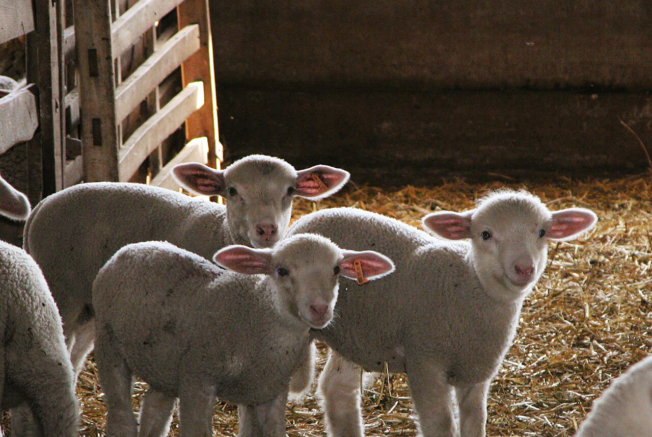 Lamb of Sisteron