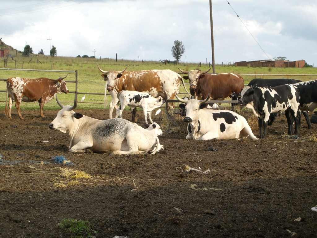 Nguni cattle
