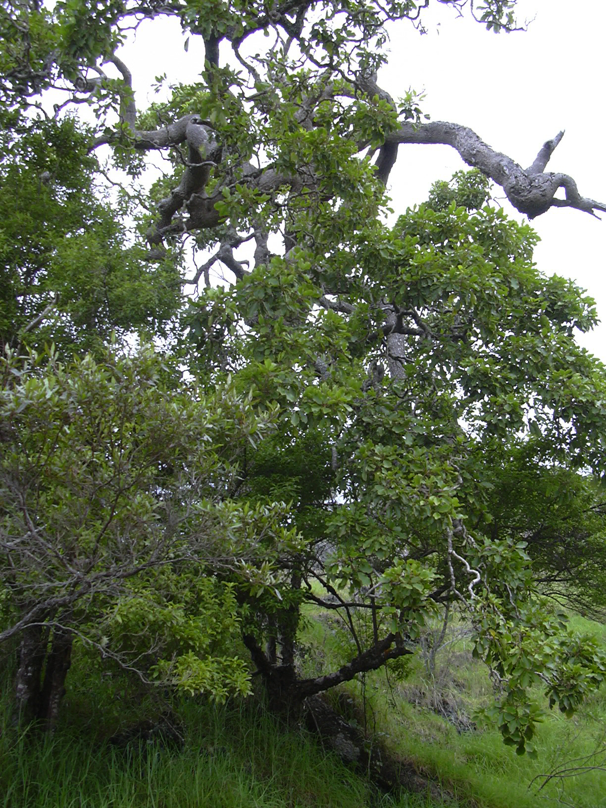 ʻŌlapa or common cheirodendron