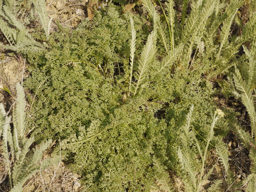 Ferula caspica