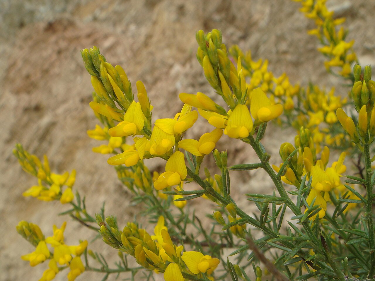 Genista tridens