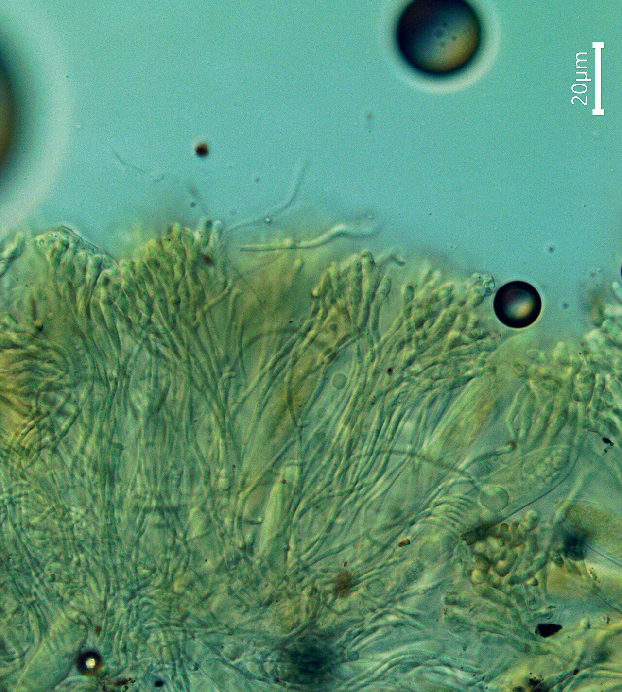 Asperopilum juncicola