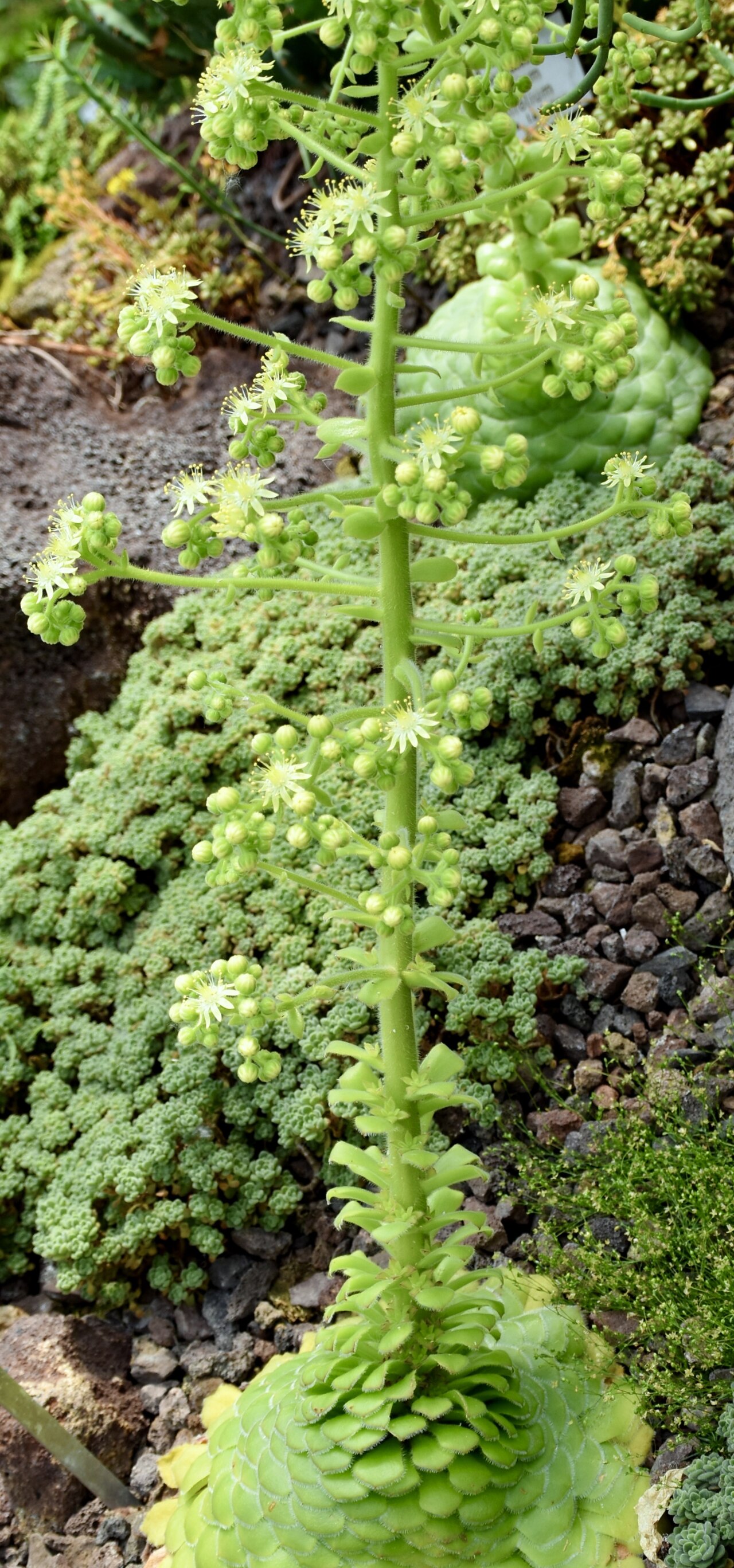 Aeonium tabuliforme