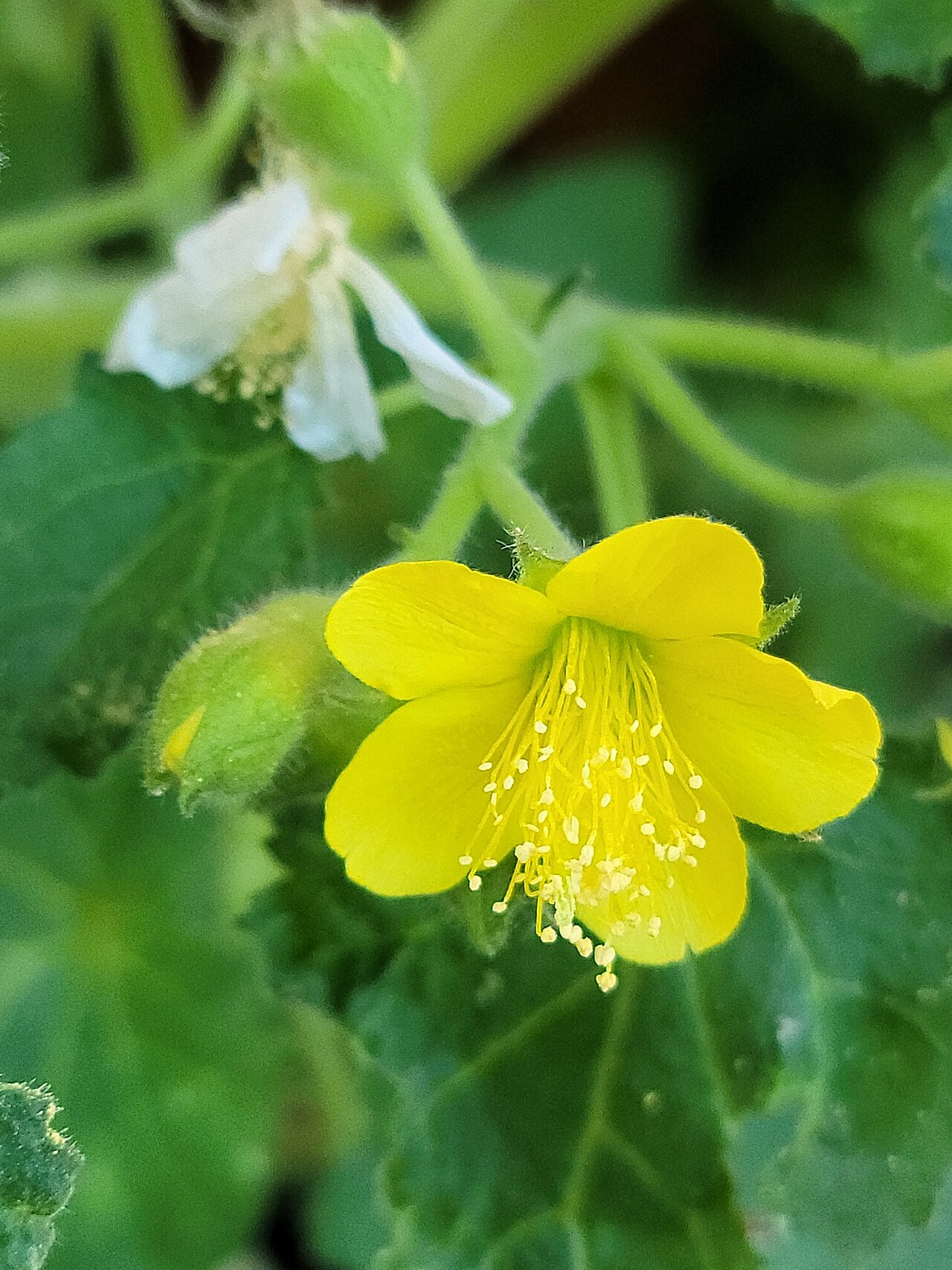 Eucnide lobata