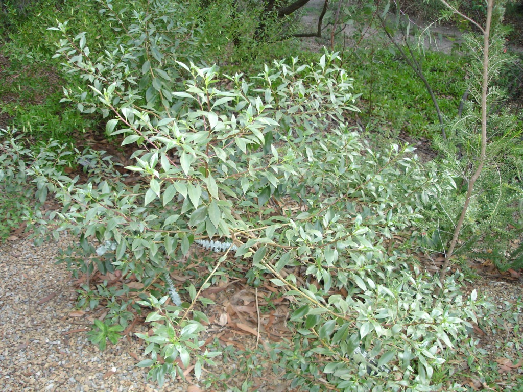 Eucalyptus kruseana