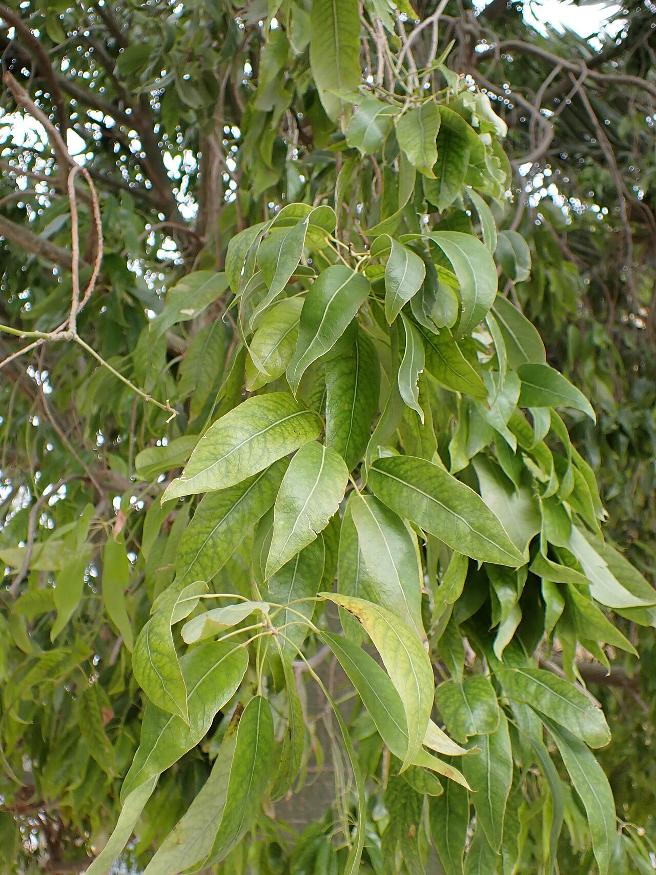 Brachychiton rupestris