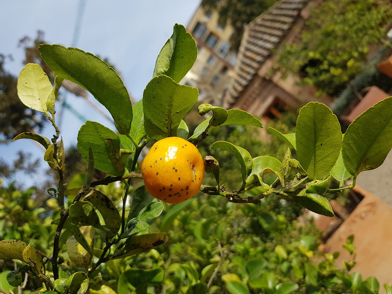 Citrus depressa
