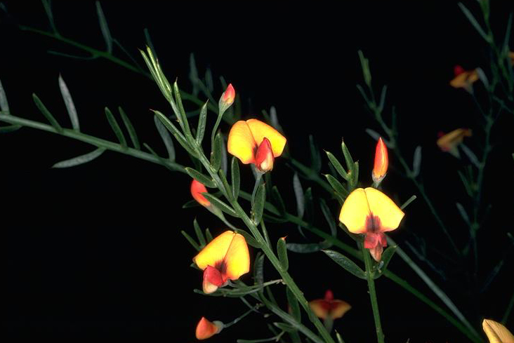 Daviesia mesophylla