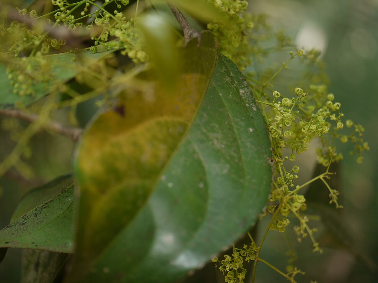 Arnicratea grahamii