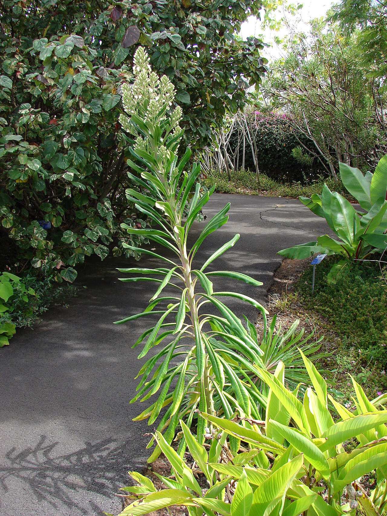 Lobelia boninensis