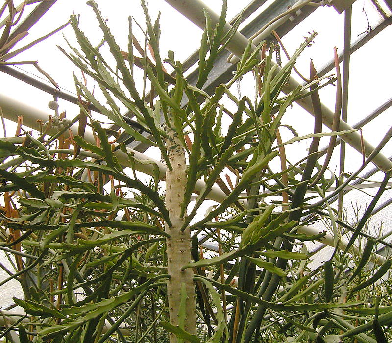 Euphorbia epiphylloides