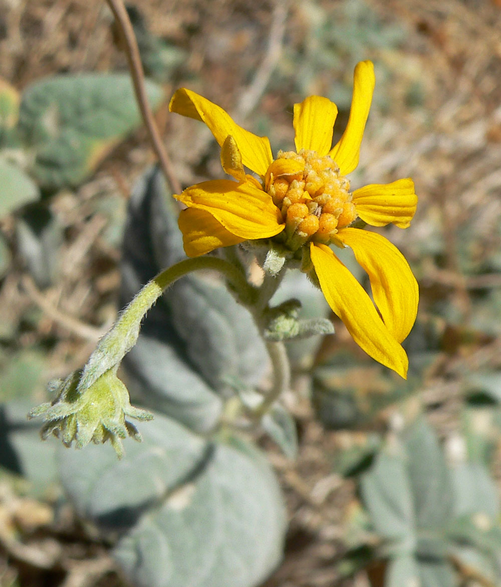 Bahiopsis reticulata