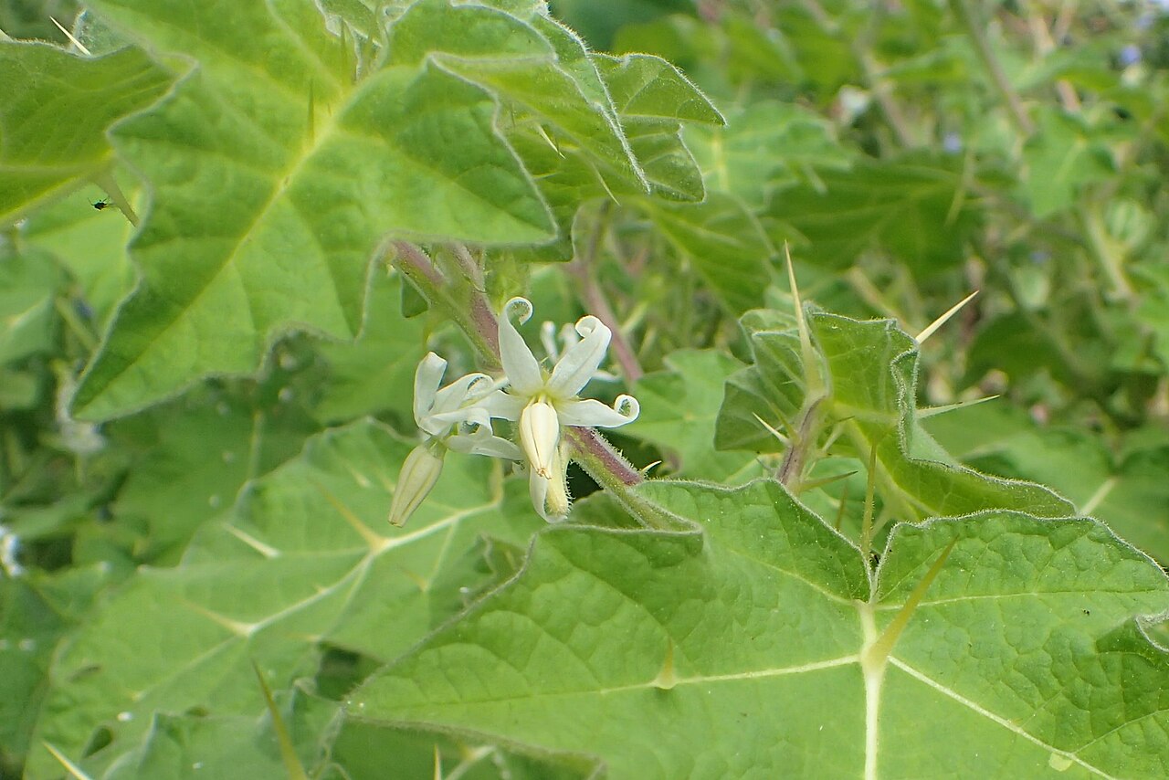 Solanum viarum