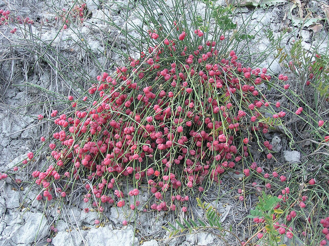 Ephedra distachya