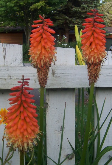 Kniphofia praecox