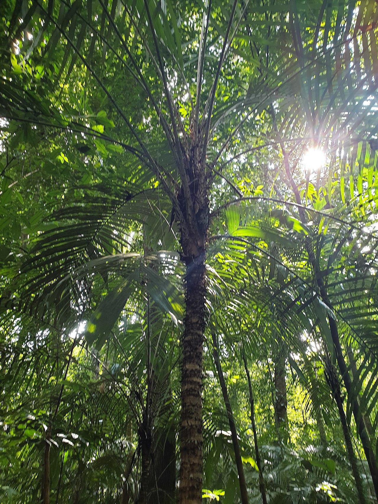 Bactris mexicana