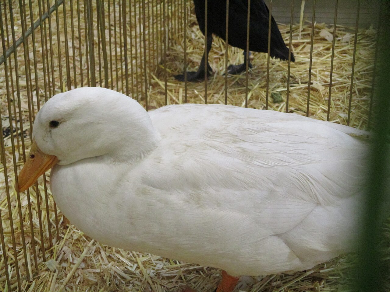 Estaires duck