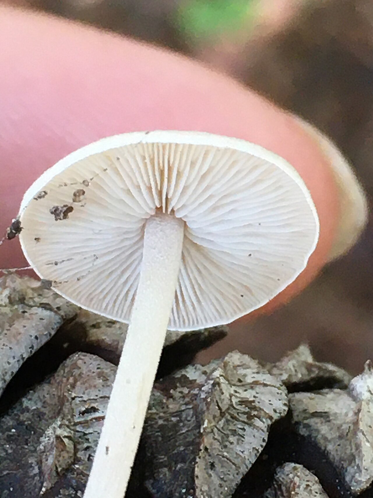 Conifercone cap