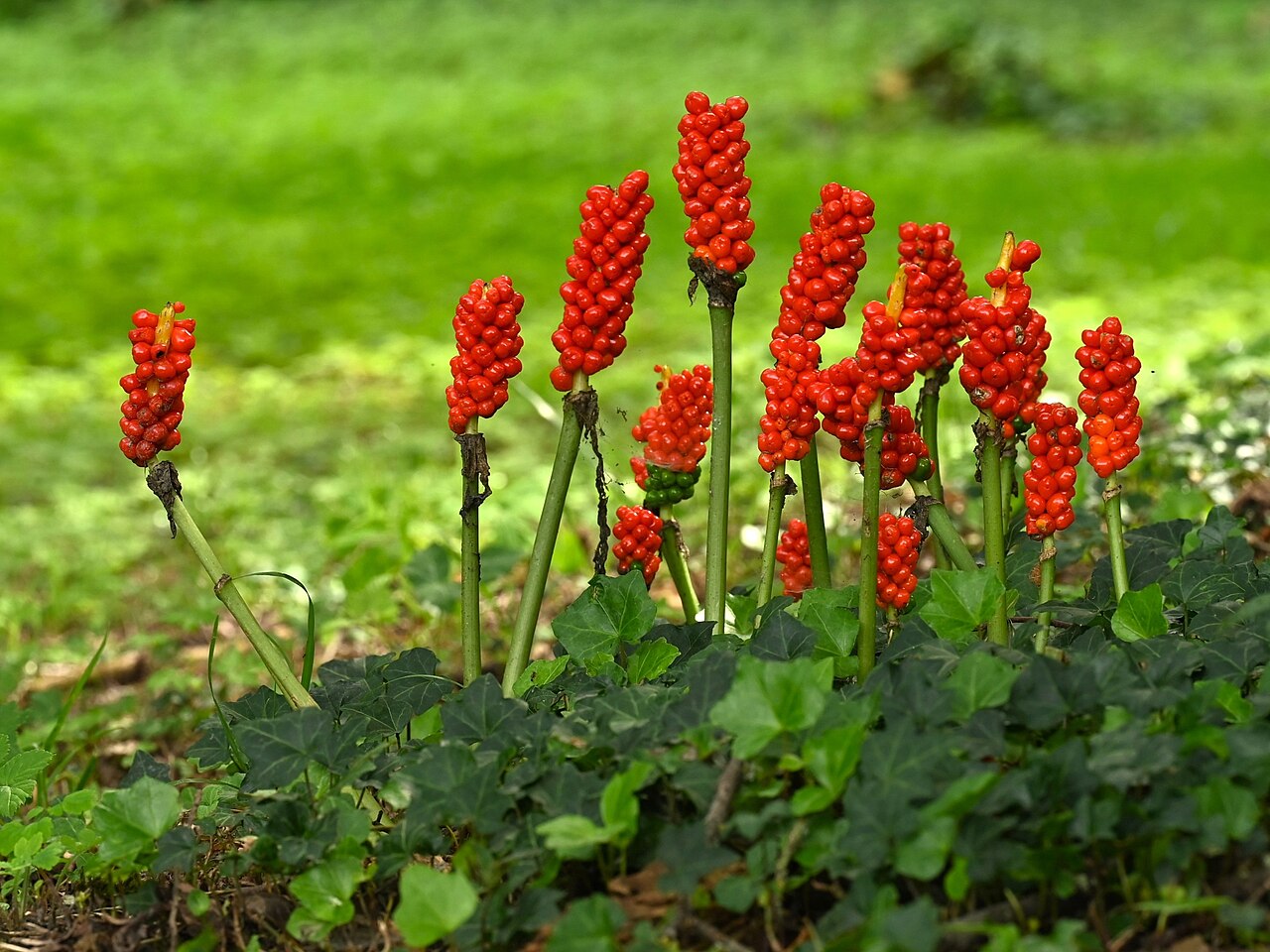 Arum maculatum