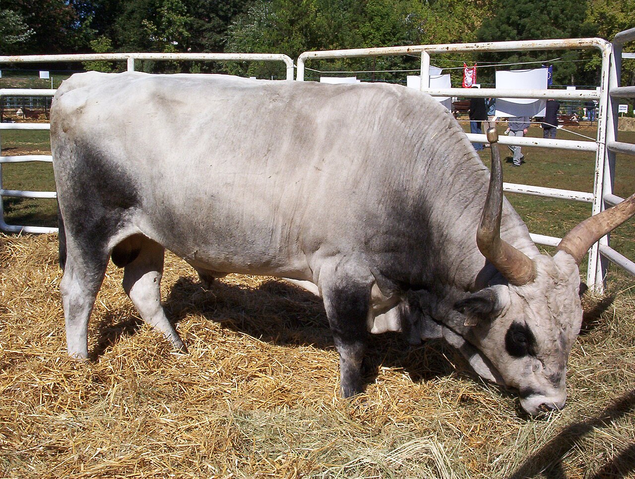 Hungarian Gray cattle