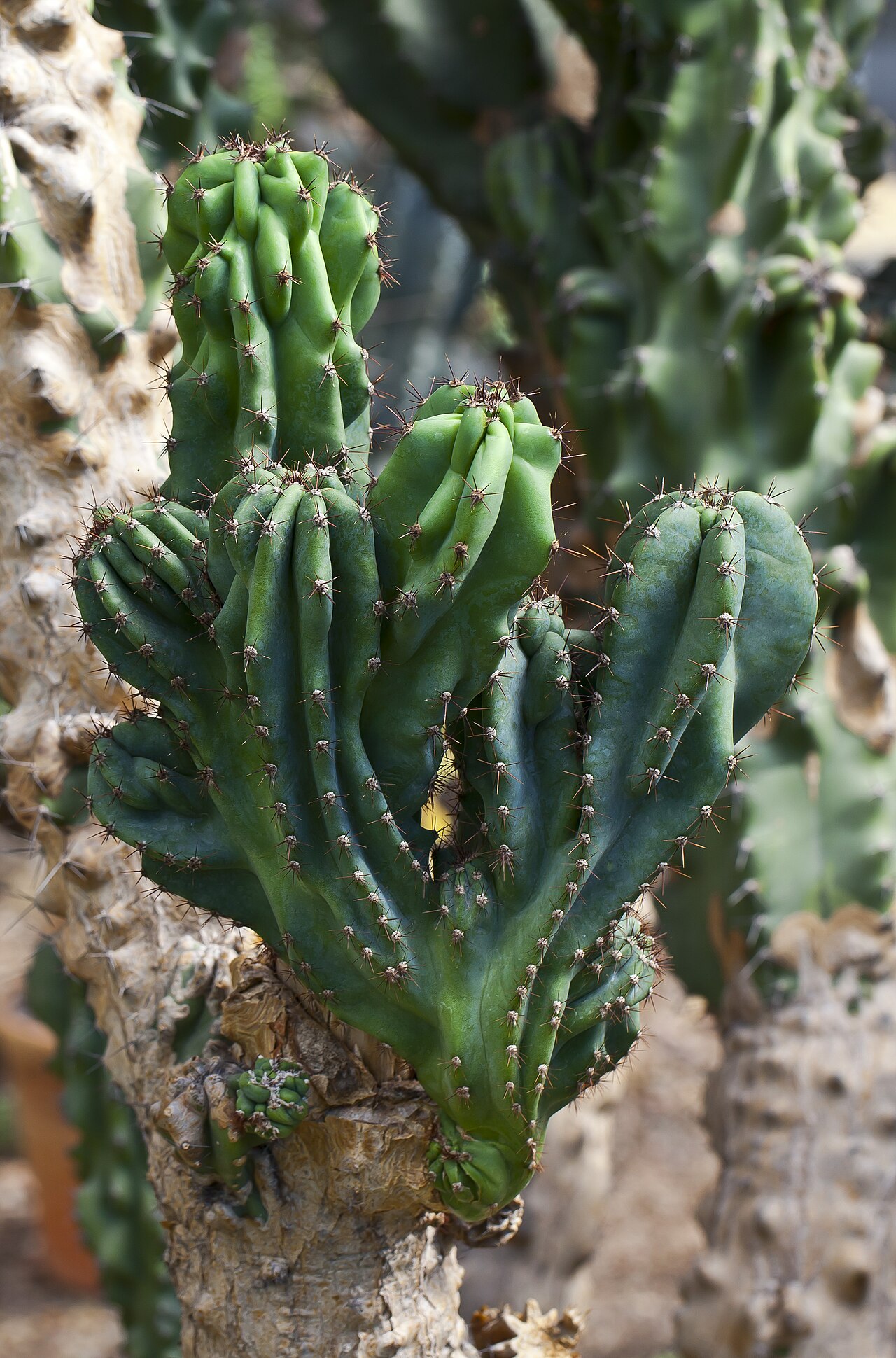Cereus uruguayanus