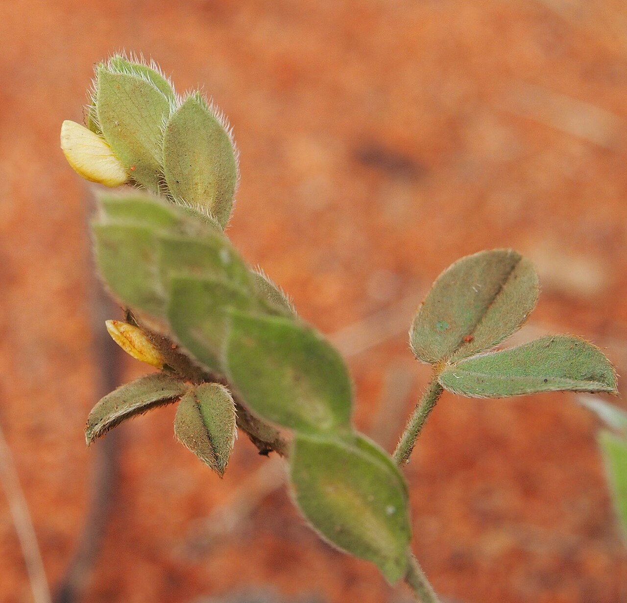 Zornia albiflora