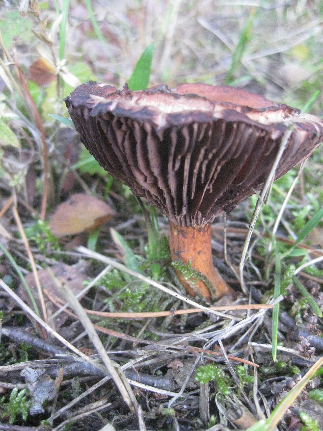 Chroogomphus rutilus