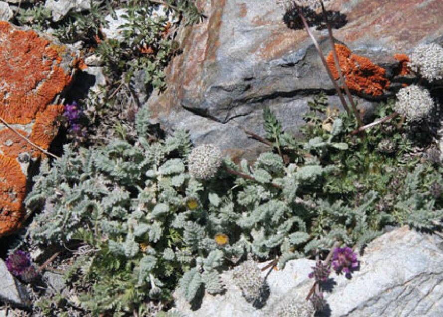 Lomatocarpa albomarginata