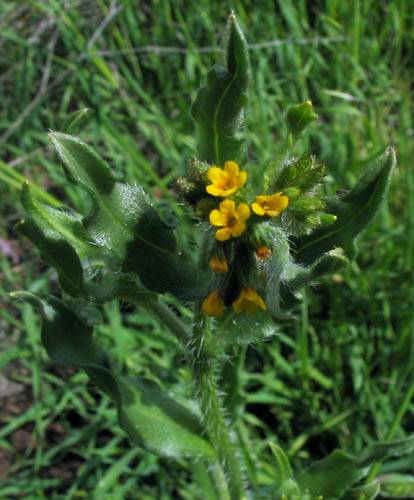 Amsinckia menziesii