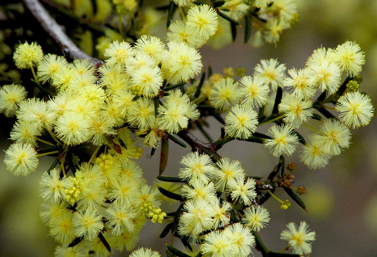 Spreading wattle or early wattle