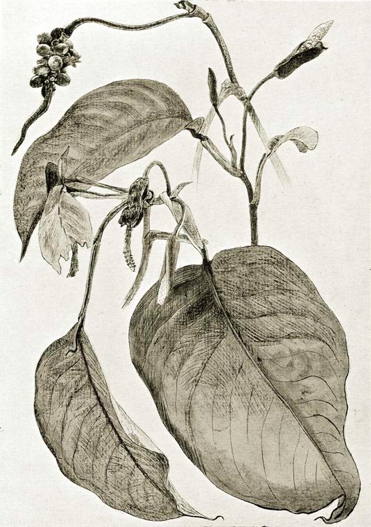 Culcasia scandens