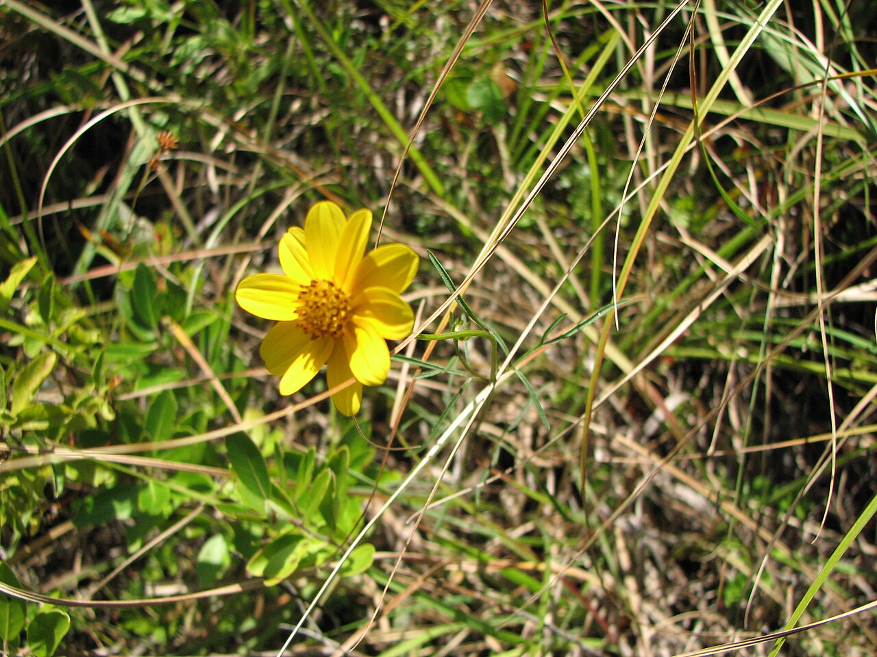 Bidens coronata