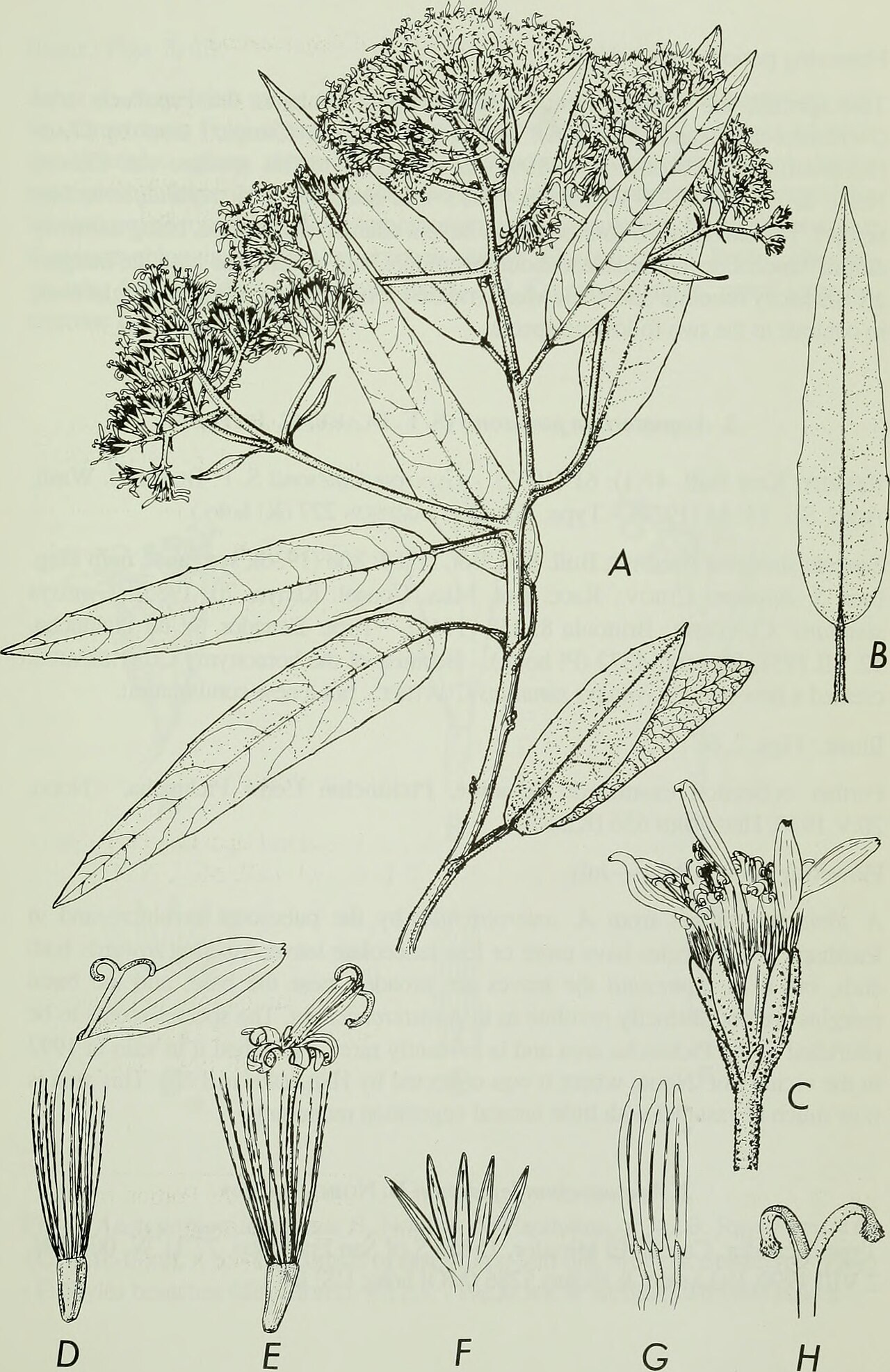 Aequatorium jamesonii