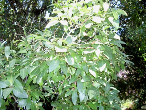 Grey walnut is a rainforest laurel growi