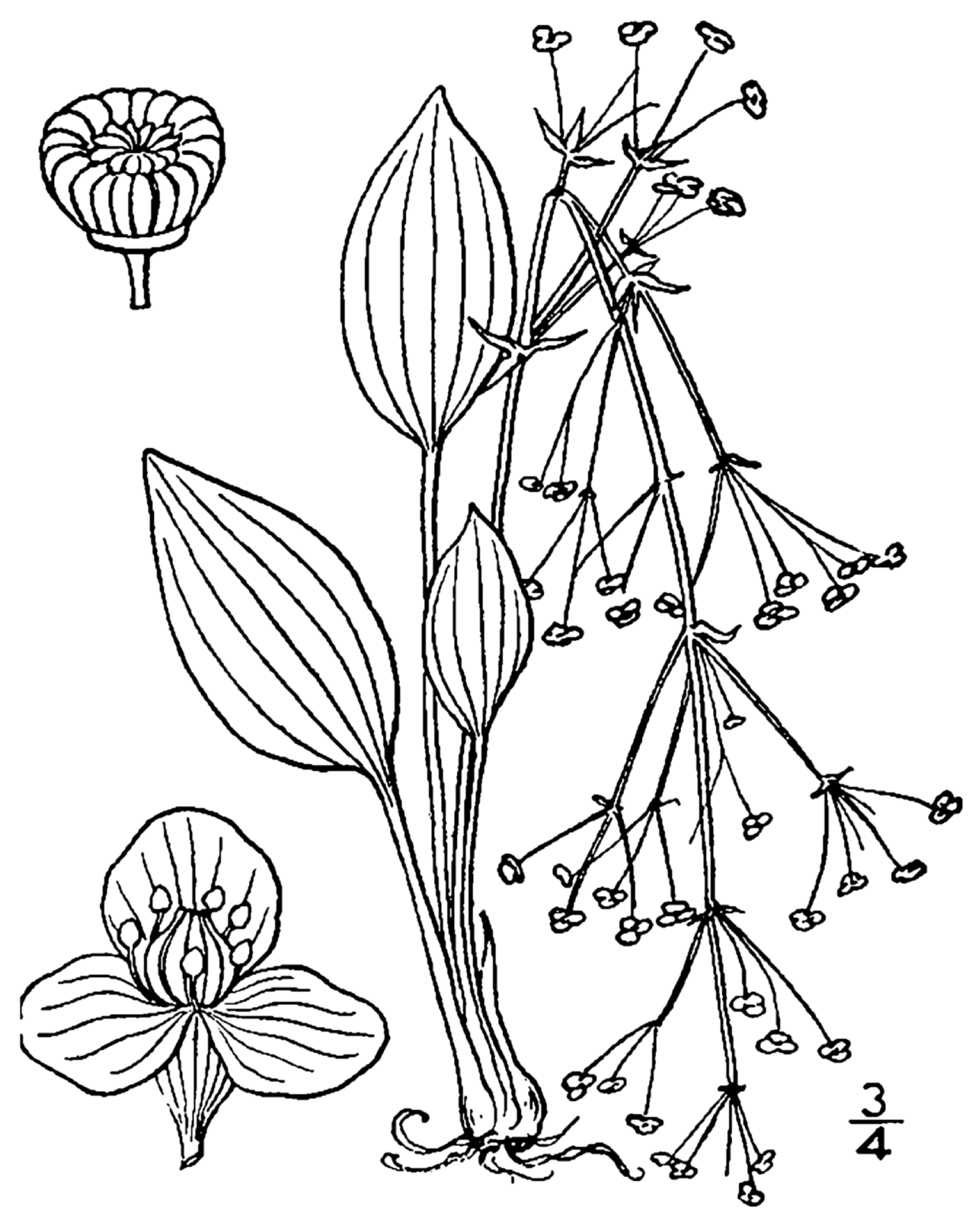 Alisma subcordatum
