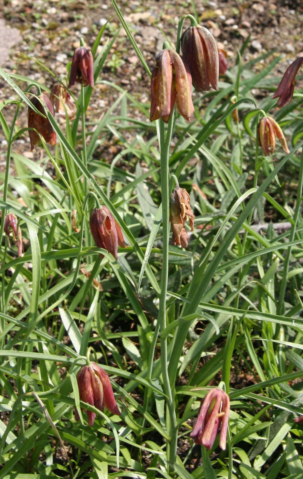 Fritillaria messanensis
