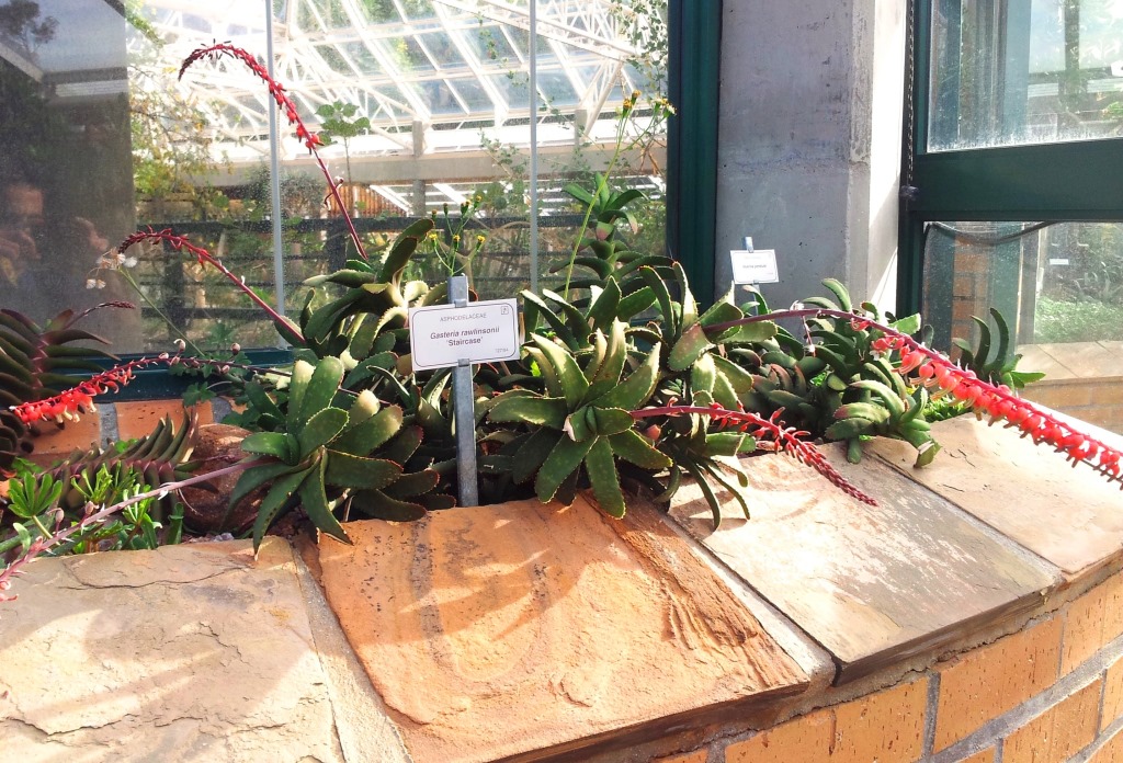 Gasteria rawlinsonii