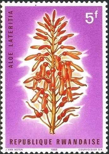 Aloe canis