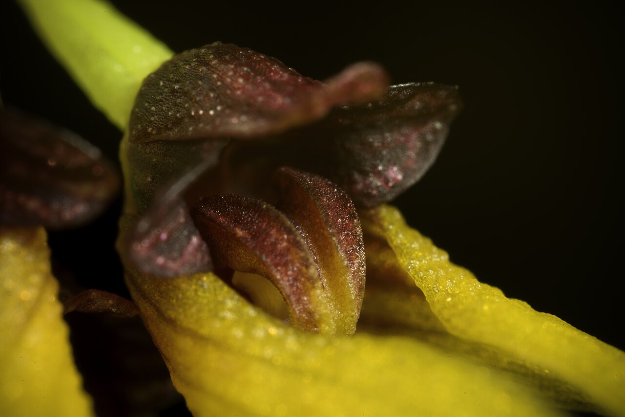 Bulbophyllum breviflorum