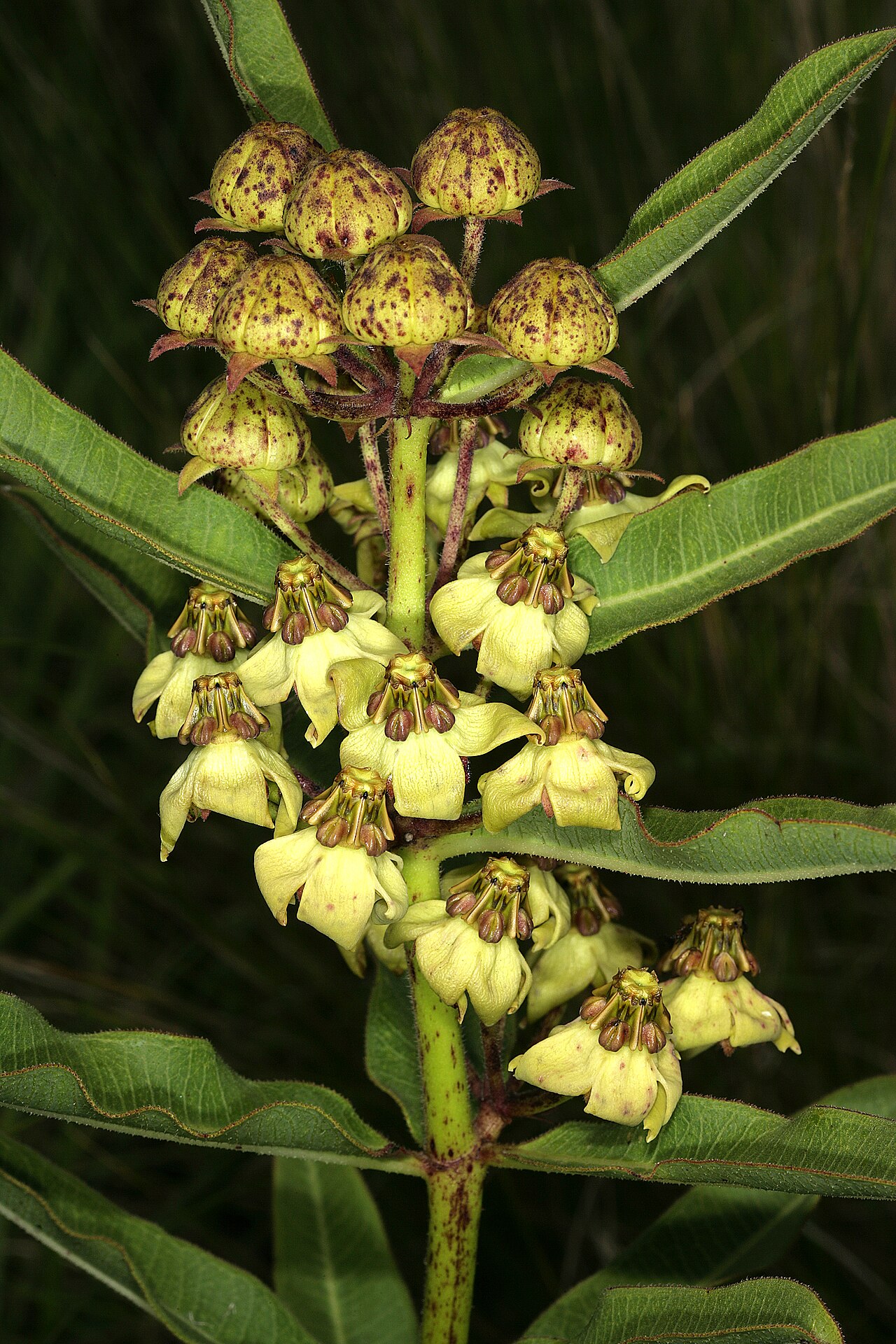 Pachycarpus asperifolius