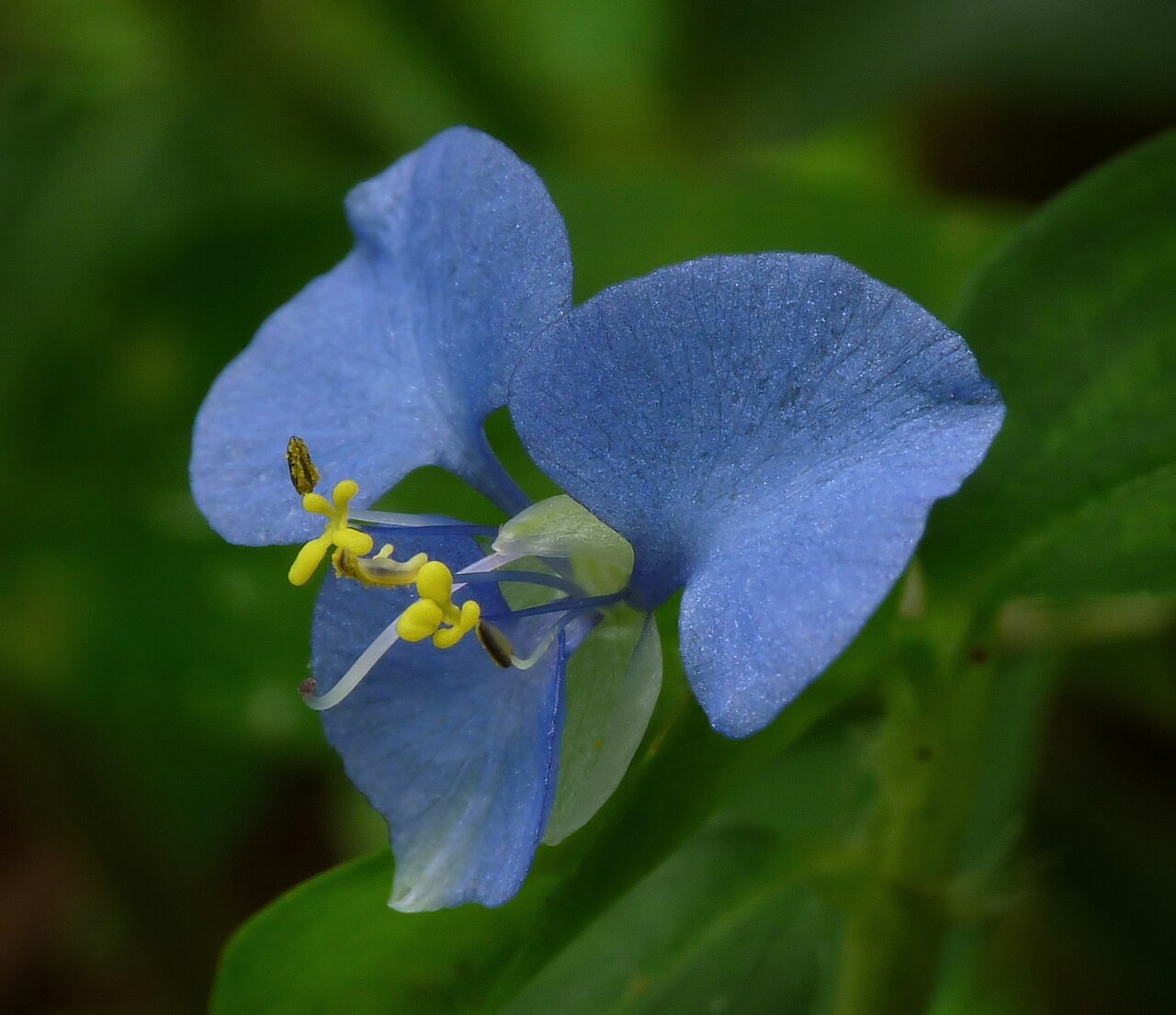 Commelina forskaolii