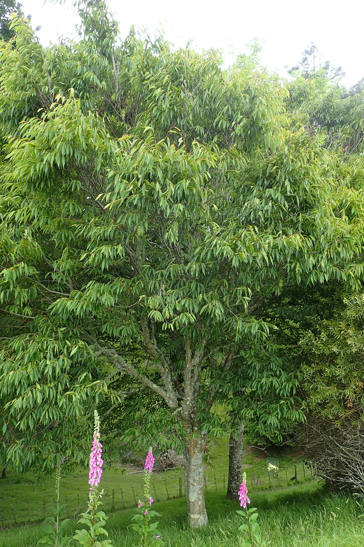 Carpinus viminea