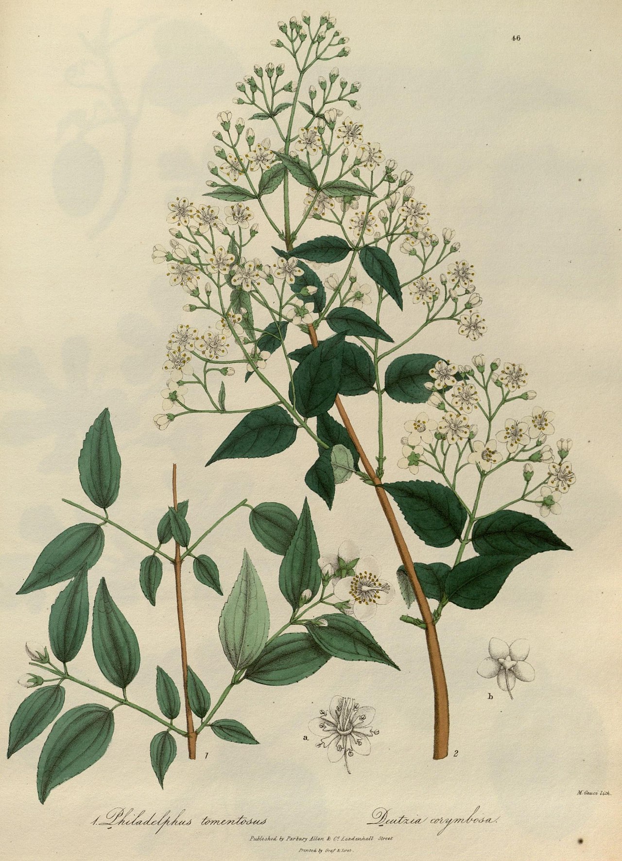 Philadelphus tomentosus