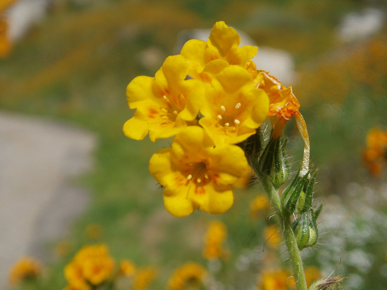 Amsinckia eastwoodiae