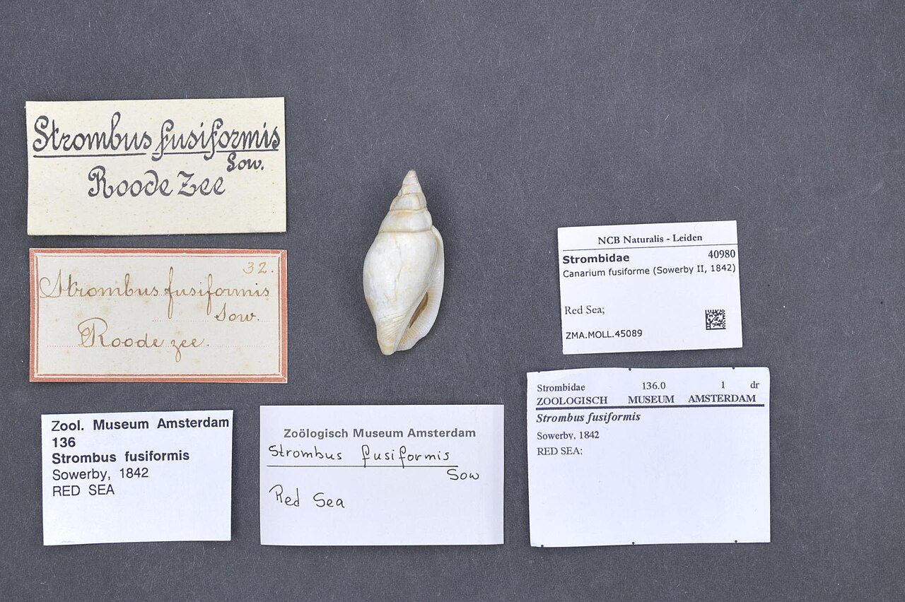 Canarium fusiforme