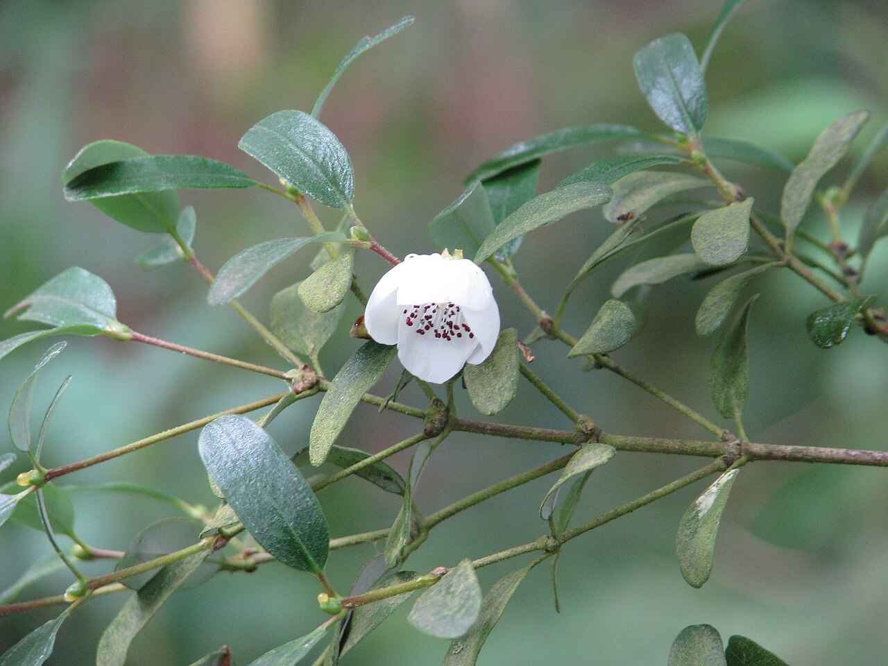 Dwarf leatherwood