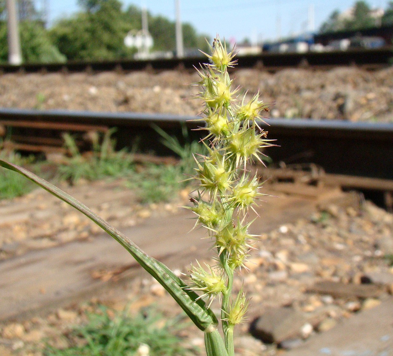 Cenchrus longispinus